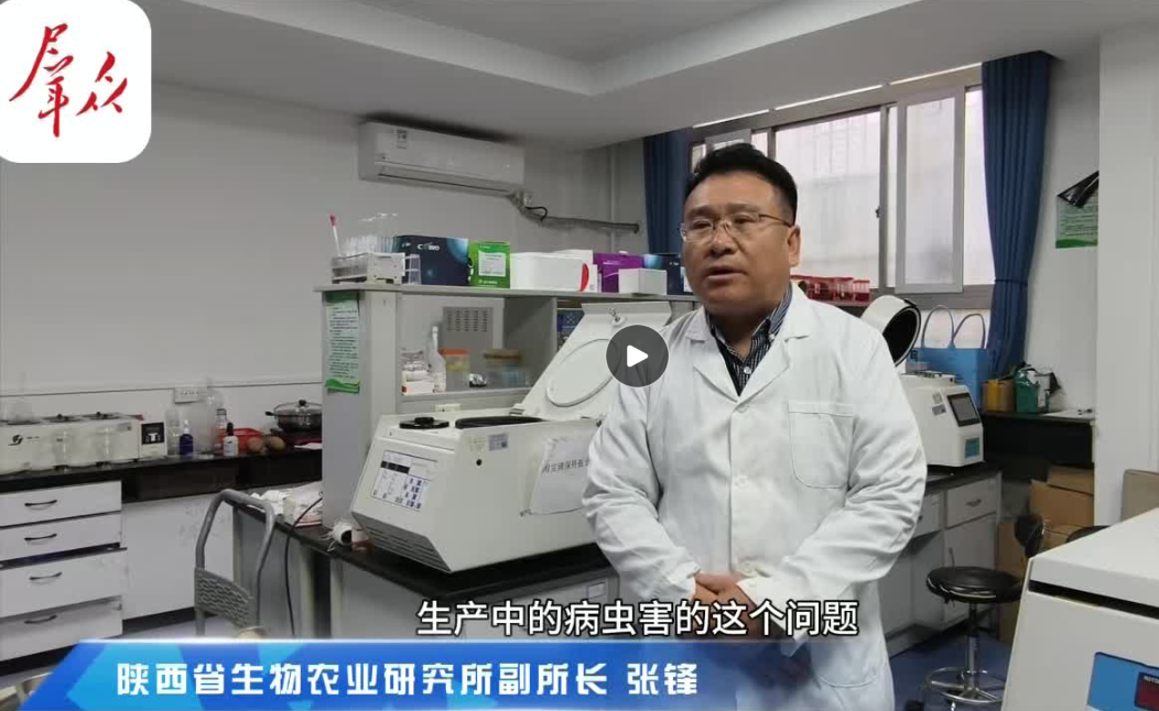 【群众新闻】科技照亮 “红玛瑙”！陕西科研团队攻克红枣关键技术赋能地方特色产业