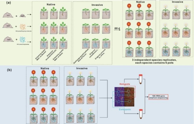 研究发现关于微塑料胁迫下根际关键微生物群促进入侵植物生长最新成果