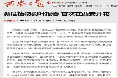 濒危植物羽叶报春 首次在西安开花