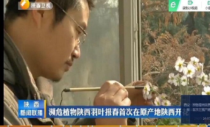 濒危植物陕西羽叶报春首次在原产地陕西开花